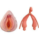Clitoris model 1:2